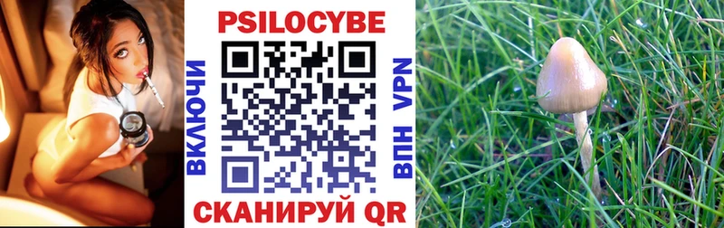 закладка  Кяхта  Псилоцибиновые грибы Cubensis 